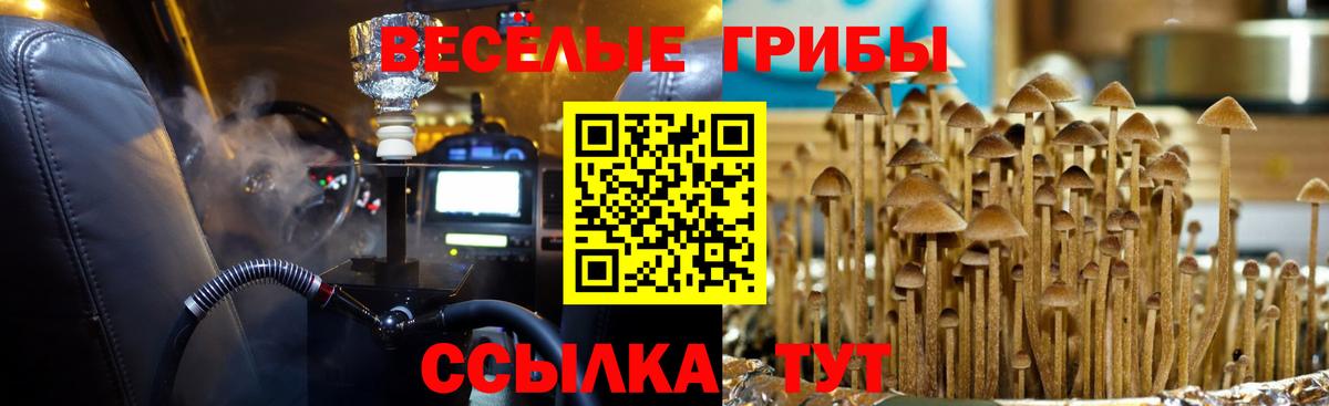 Галлюциногенные грибы Psilocybe Сухой Лог